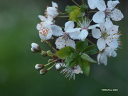 26th Apr 2023 - Spring Blossoms