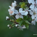 Spring Blossoms by selkie