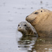 Harbor Seal Pup by nicoleweg