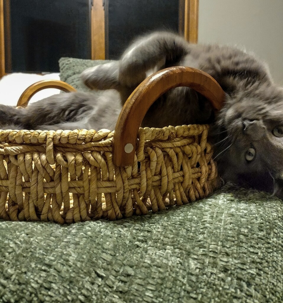 Basket cat by dawnbjohnson2