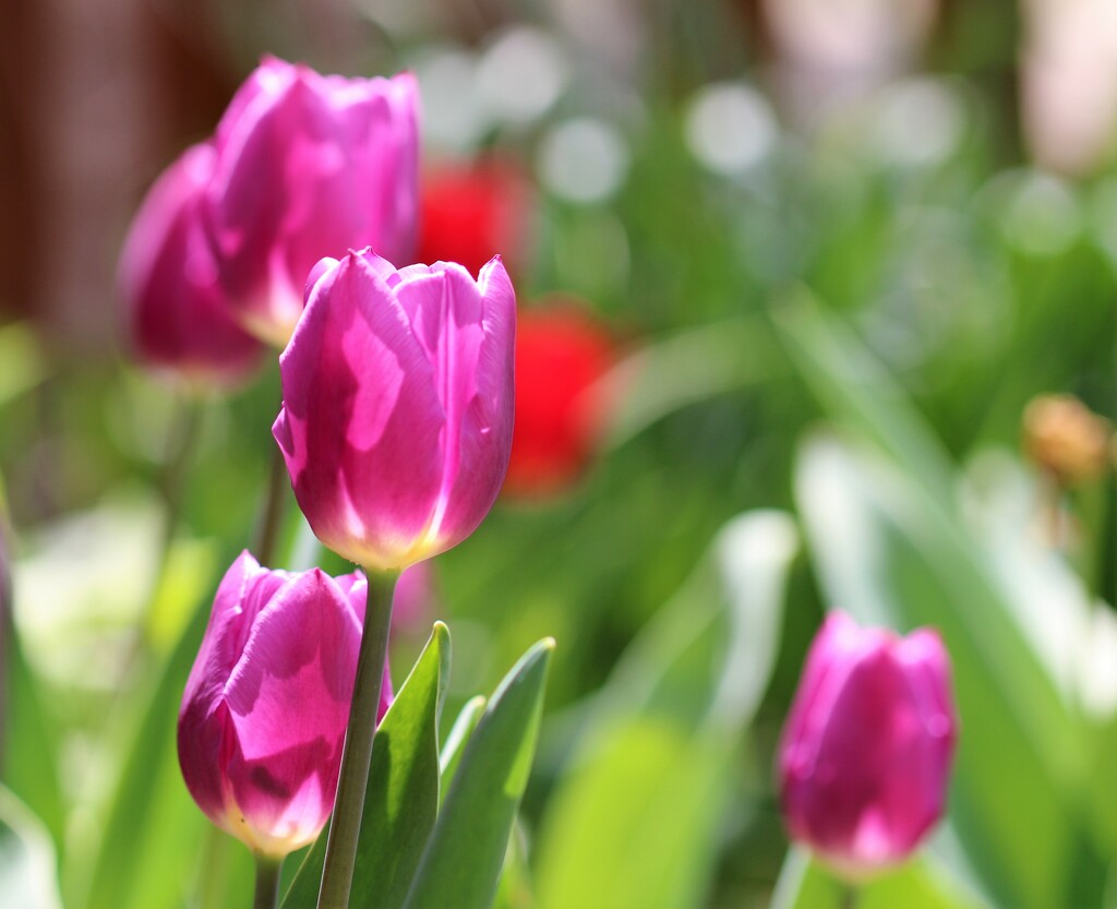 Sunny Tulips  by lynnz