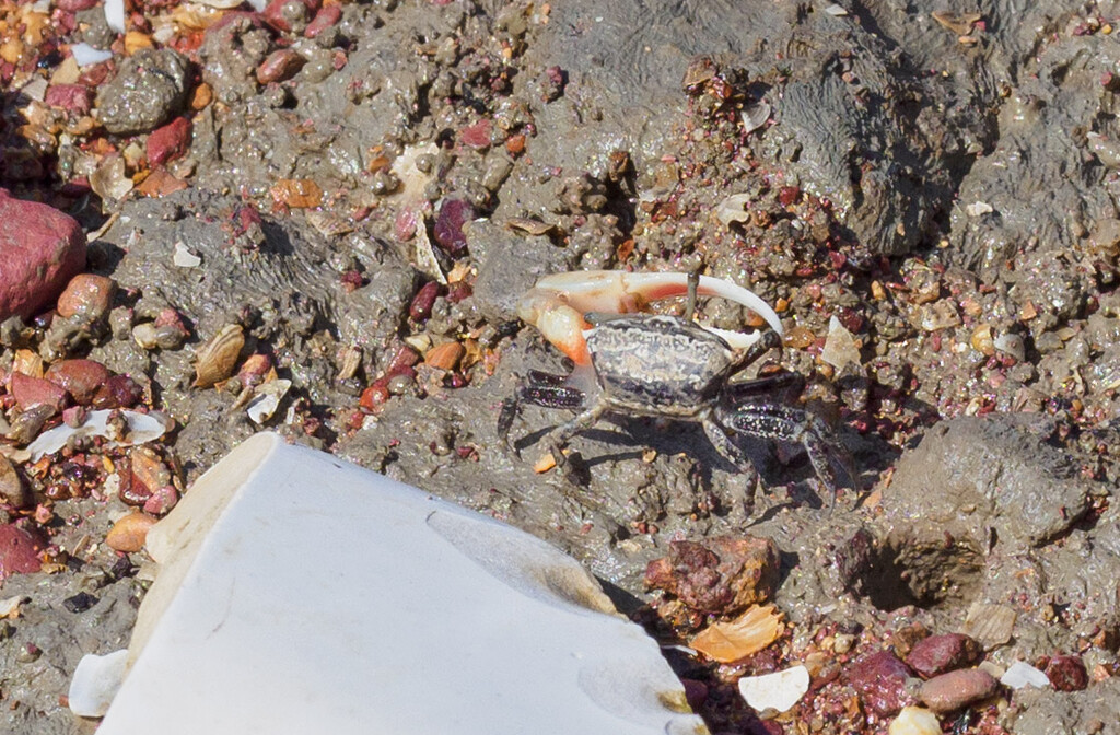 Single Clawed Mud Crab by ianjb21