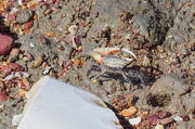 30th Apr 2023 - Single Clawed Mud Crab