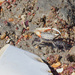 Single Clawed Mud Crab by ianjb21