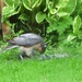 Sparrow hawk. by beryl