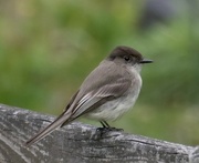 29th Apr 2023 - Eastern Phoebe a species of Tyrant Flycatchers
