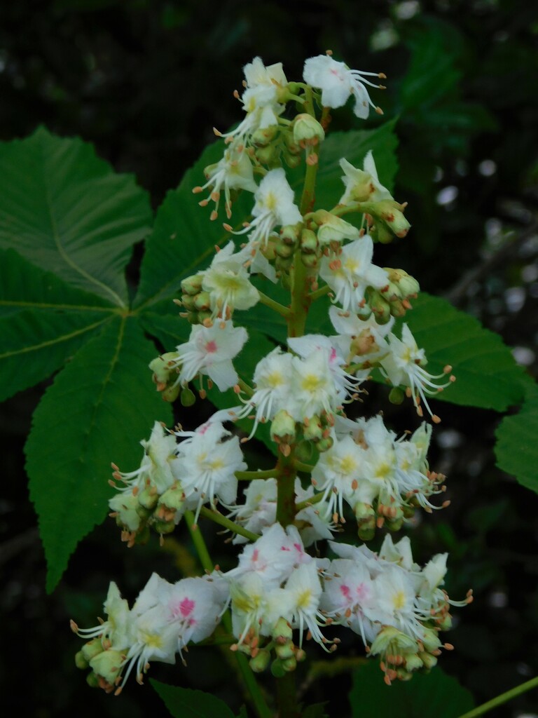A Horse Chestnut Candle by 365anne