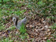 2nd May 2023 - A thoughtful squirrel. Cut Wood. Rishton.