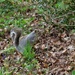 A thoughtful squirrel. Cut Wood. Rishton. by grace55