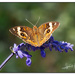 Butterfly by lynne5477