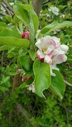 2nd May 2023 - Crab apple blossom 