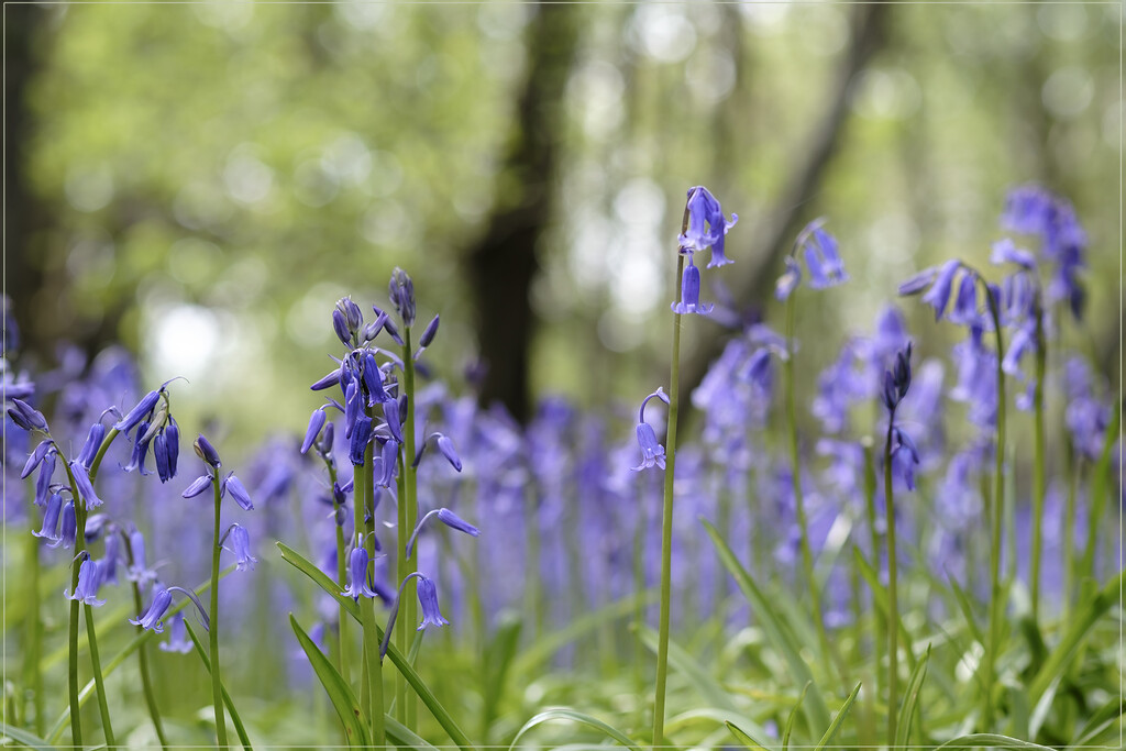 Bluebell wood by helenhall
