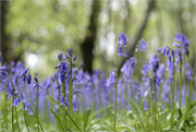 2nd May 2023 - Bluebell wood