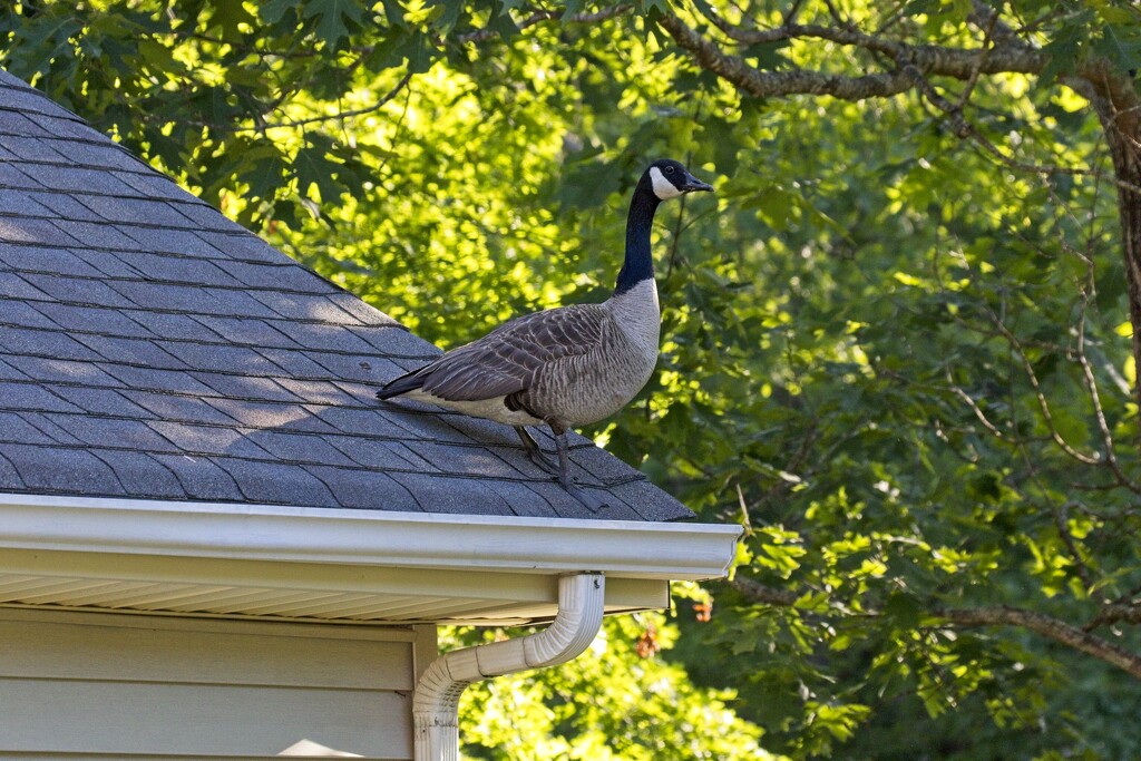 LHG_2103 Goose on the roof by rontu