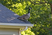 2nd May 2023 - LHG_2103 Goose on the roof