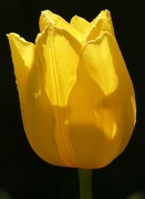 2nd May 2023 - Yellow Tulip