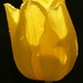 Yellow Tulip by fishers