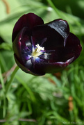 30th Apr 2023 - tulip