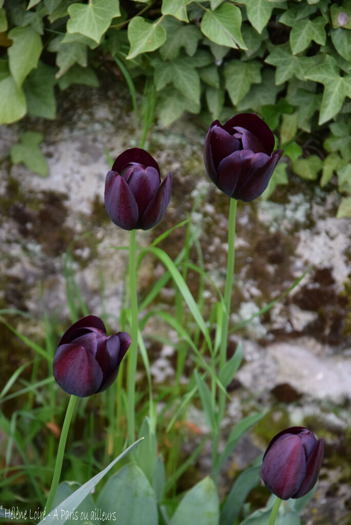 4 black tulips by parisouailleurs