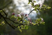 30th Apr 2023 - apple blossom