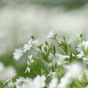 2nd May 2023 - ~~greater stitchwort~~