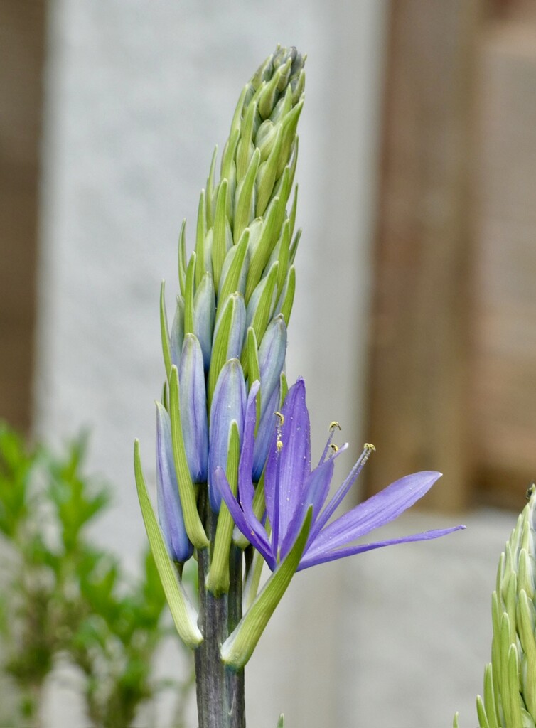 My Camassia by orchid99