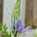 My Camassia by orchid99