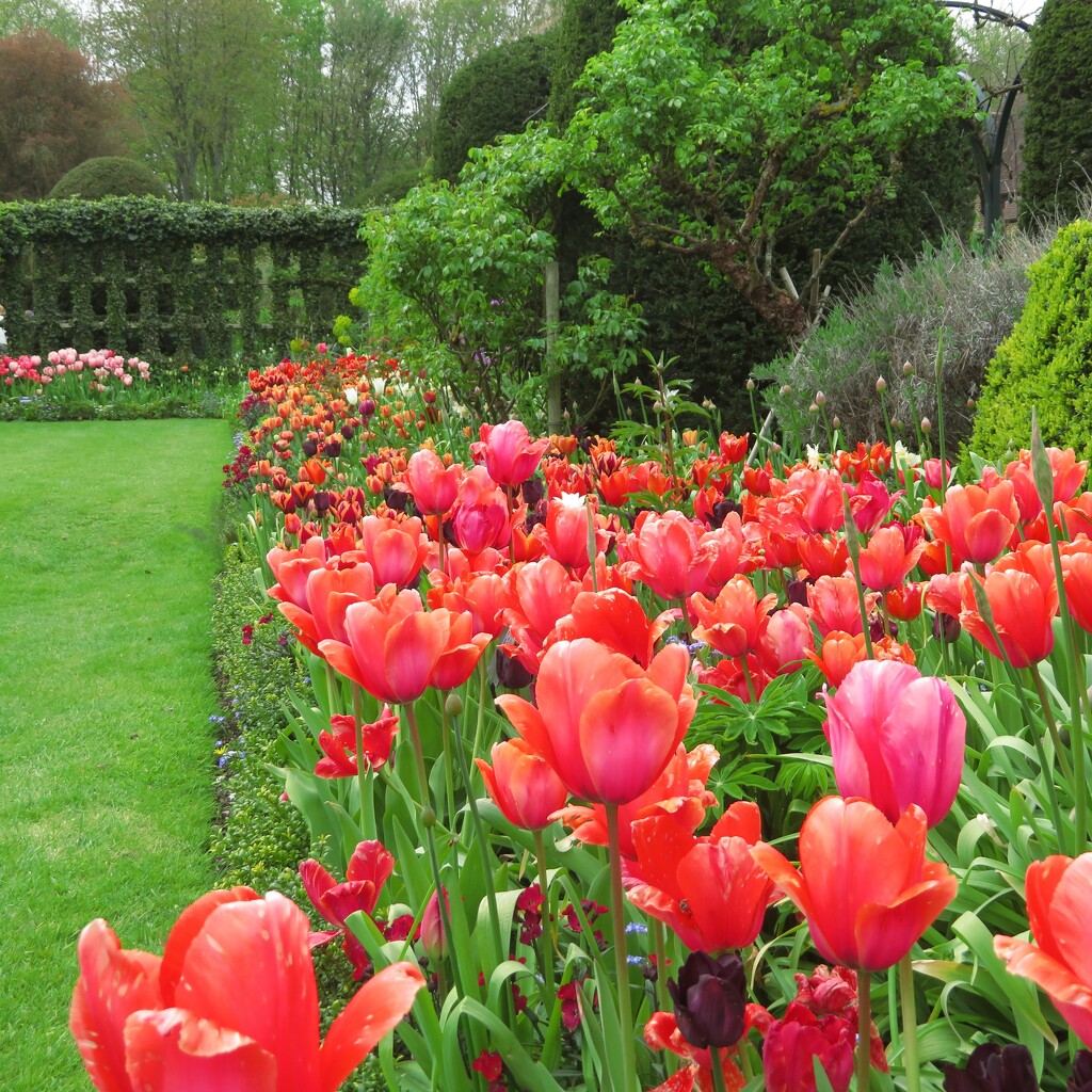 Chenies Manor Tulip Festival at the weekend by anitaw