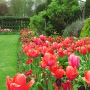2nd May 2023 - Chenies Manor Tulip Festival at the weekend