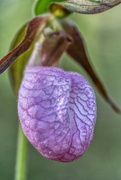 2nd May 2023 - Pink Ladyslipper closeup