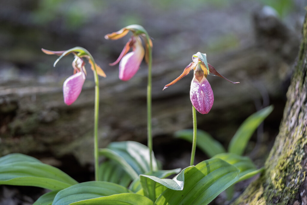 Pink Ladyslipper Trio by k9photo