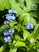 2nd May 2023 - Forget-me-not!