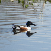 30th Apr 2023 - Northern Shoveler Duck