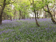 2nd May 2023 - Bluebells at Croft Castle