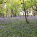 Bluebells at Croft Castle by snowy