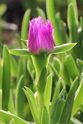 2nd May 2023 - Carpobrotus Flower