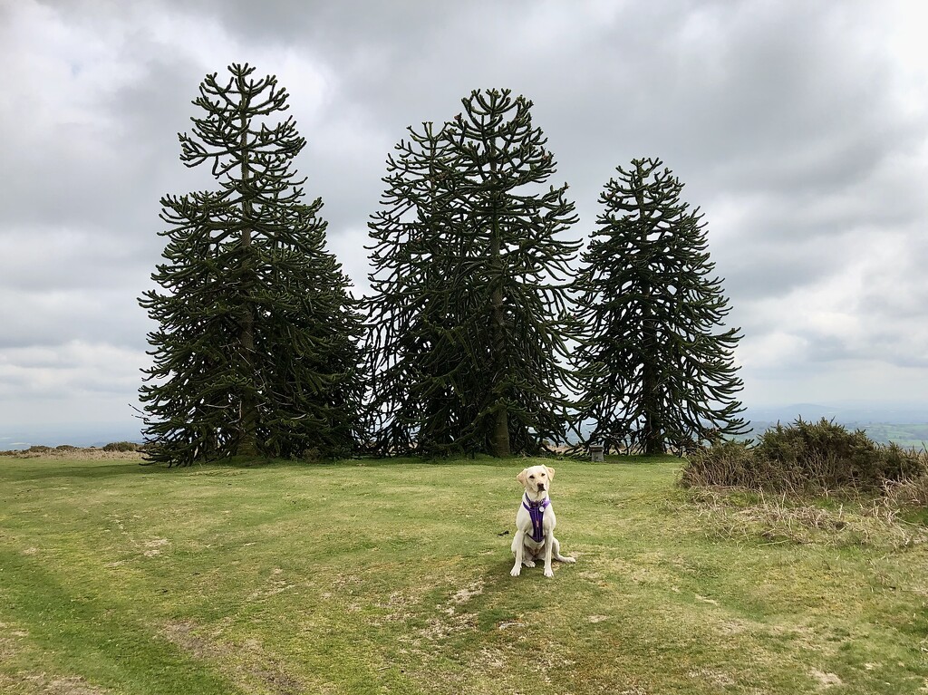 Tilly and Those Wonderful Monkey Puzzle Trees by susiemc