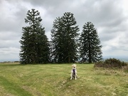 2nd May 2023 - Tilly and Those Wonderful Monkey Puzzle Trees