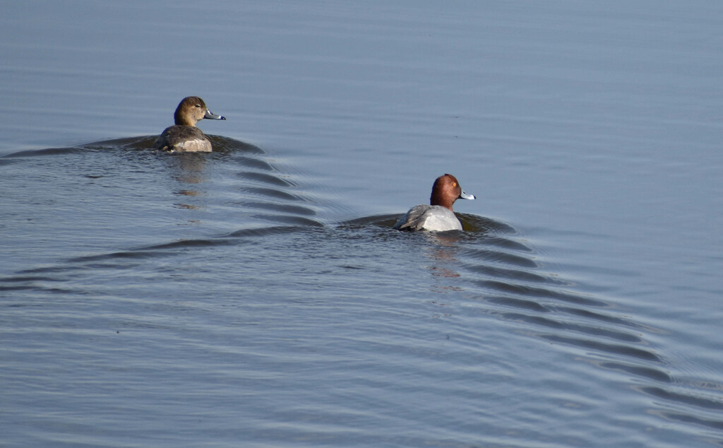 Male and Female Redhead Ducks by bjywamer