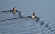 30th Apr 2023 - Male and Female Redhead Ducks