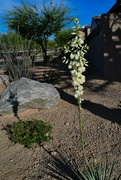 1st May 2023 - Yucca on the Ave of the Fountains