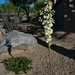 Yucca on the Ave of the Fountains by sandlily