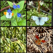2nd May 2023 - Butterflies