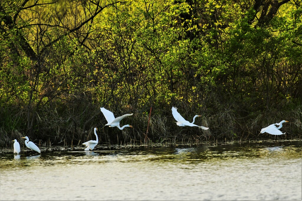Six Great Egrets by kareenking