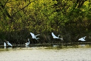 21st Apr 2023 - Six Great Egrets