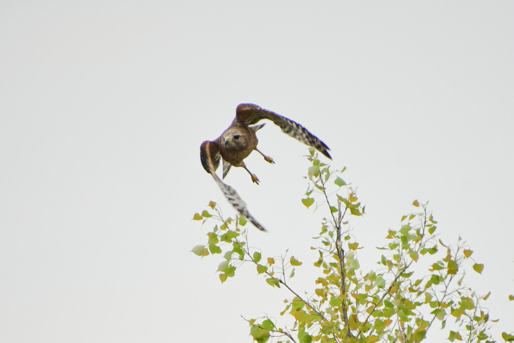 Red Shouldered Hawk Takes Flight by kareenking