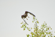1st May 2023 - Red Shouldered Hawk Takes Flight