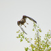 Red Shouldered Hawk Takes Flight by kareenking