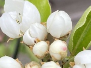 27th Apr 2023 - Pear Tree Blossom