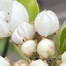 Pear Tree Blossom by cataylor41
